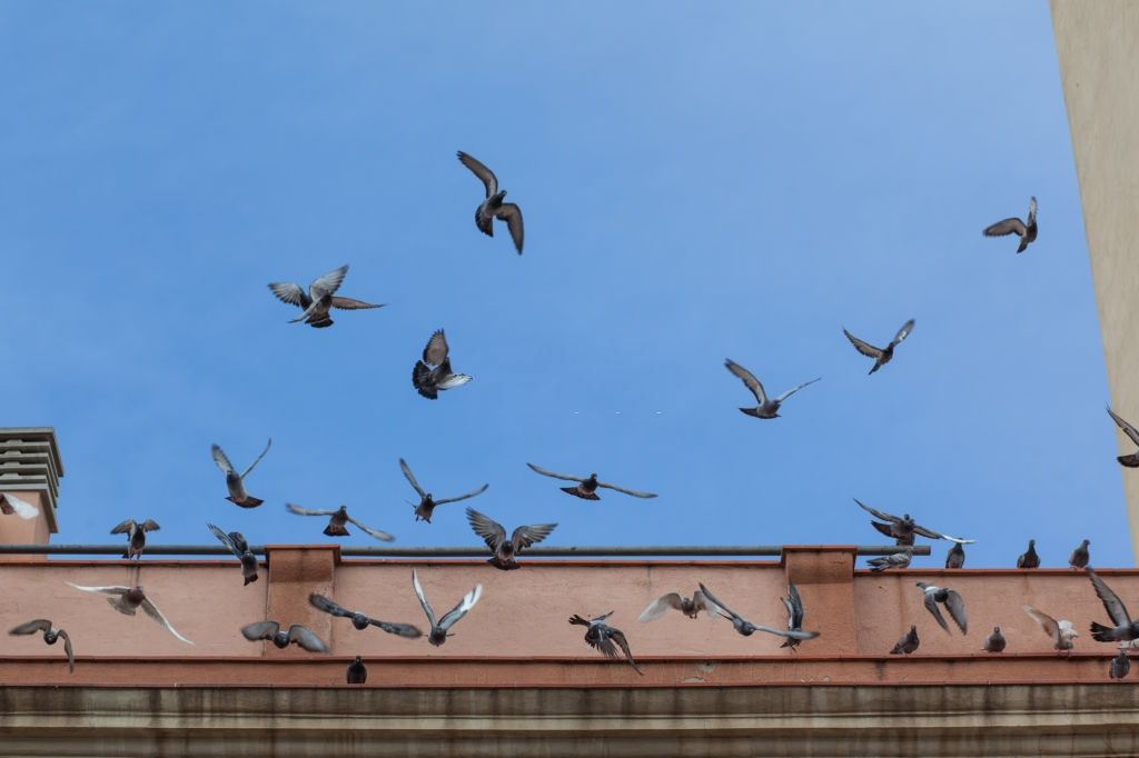 Pigeon Pest, Pest Control in Brixton, SW2. Call Now 020 8166 9746