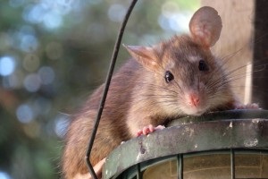 Rat Control, Pest Control in Brixton, SW2. Call Now 020 8166 9746