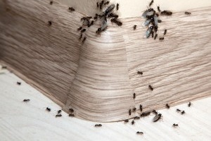 Ant Control, Pest Control in Brixton, SW2. Call Now 020 8166 9746