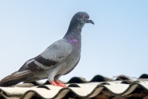Pigeon Control, Pest Control in Brixton, SW2. Call Now 020 8166 9746