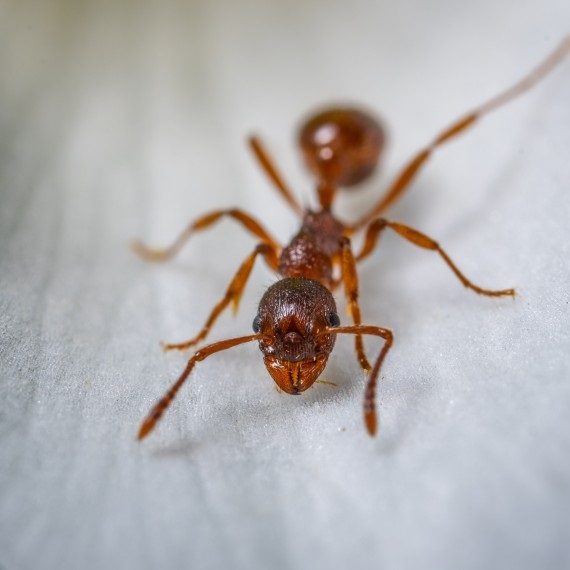 Field Ants, Pest Control in Brixton, SW2. Call Now! 020 8166 9746