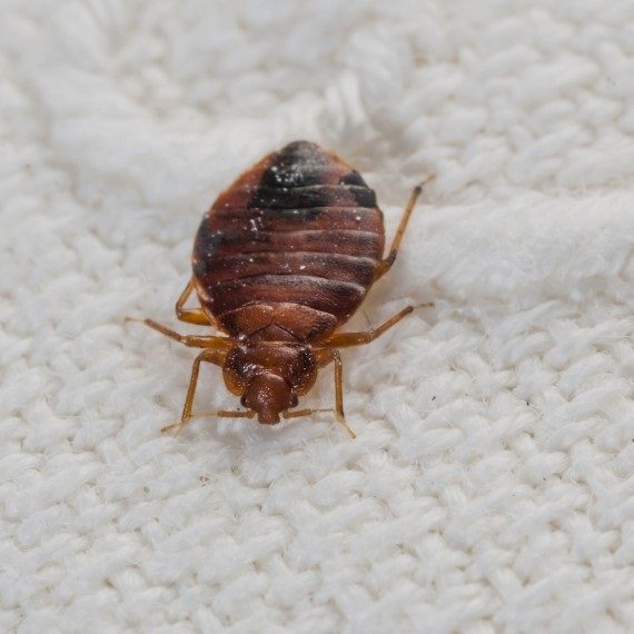 Bed Bugs, Pest Control in Brixton, SW2. Call Now! 020 8166 9746