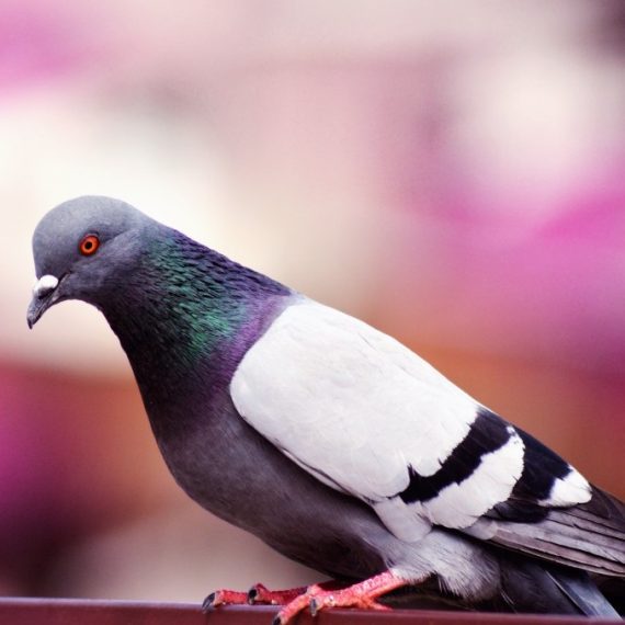 Birds, Pest Control in Brixton, SW2. Call Now! 020 8166 9746