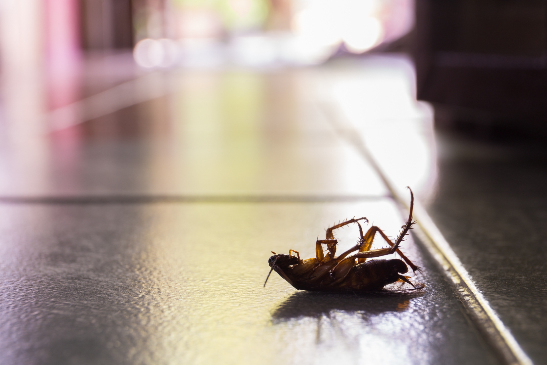 Cockroach Control, Pest Control in Brixton, SW2. Call Now 020 8166 9746