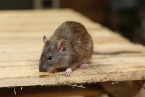 Rodent Control, Pest Control in Brixton, SW2. Call Now 020 8166 9746